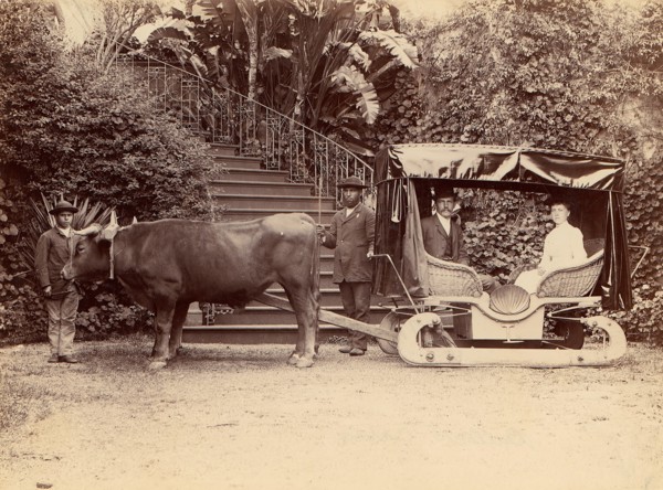Hack Madeira, 1880s.