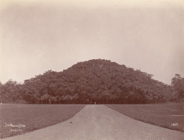 The Banyan Tree, Calcutta, 1860s-70s.