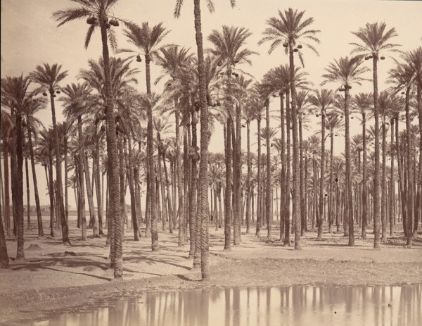 Temple de Cathers a Saqqarah, 1880s.