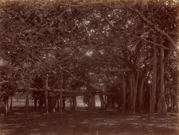 Interior View of Banyan Tree, Calcutta, 1860s-70s.