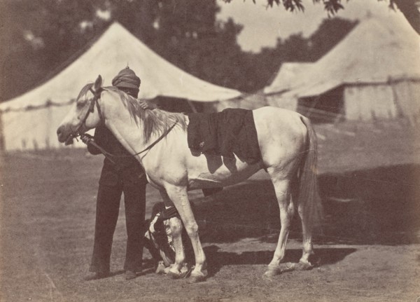 [My Arab "Antelope"], 1858-61.
