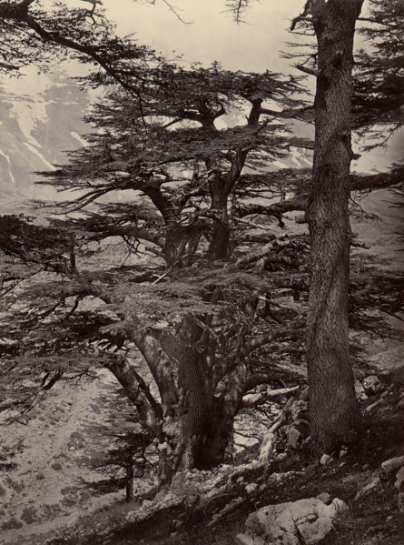 Cedars of Lebanon, 1870s.