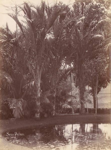Sago Palms, 1860s-70s.