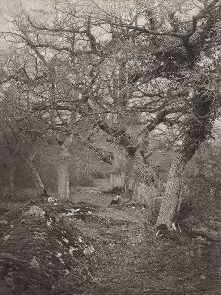Forêt de Fontainebleau, 1870s.