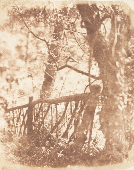 Tree at Colinton, 1843-47.