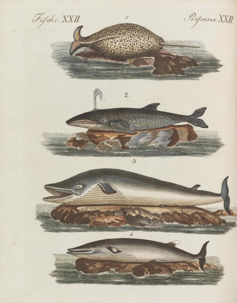 Children's Picture Book (Children's encyclopaedia) by Friedrich Johann Justin Bertuch, 1798-1830. Creator: Pupils of the Weimar Princely Free Drawing School.