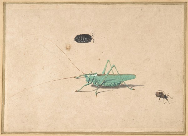 A Great Green Bush Cricket..., A Clioniona Spider, and a Beetle, 17th century (?). Creator: Anon.