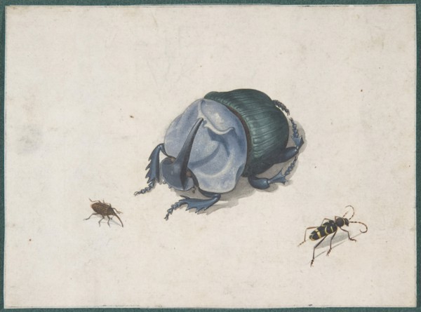 Studies of a Blue Beetle and Insects, 17th century (?). Creator: Anon.