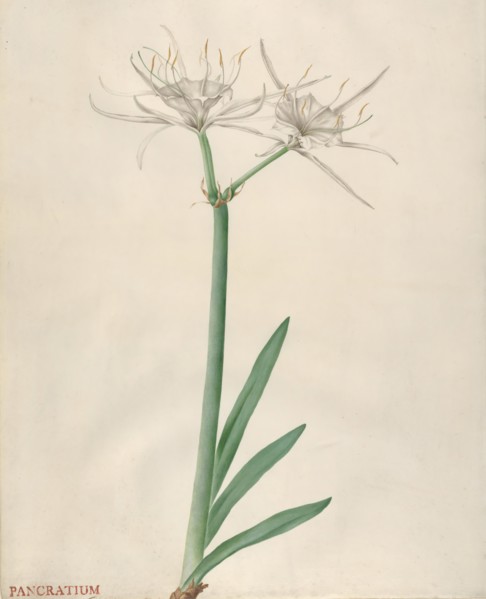 Pancratium, 1738-70. Creator: Georg Dionysius Ehret.