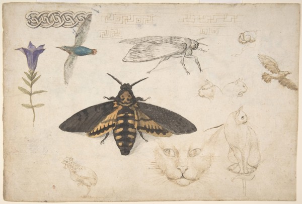 Studies of a Gentian, Moth, Birds, Cats, Interlacing Motif, and Greek Frets (recto)..., 1530-40. Creator: Giorgio di Giovanni.