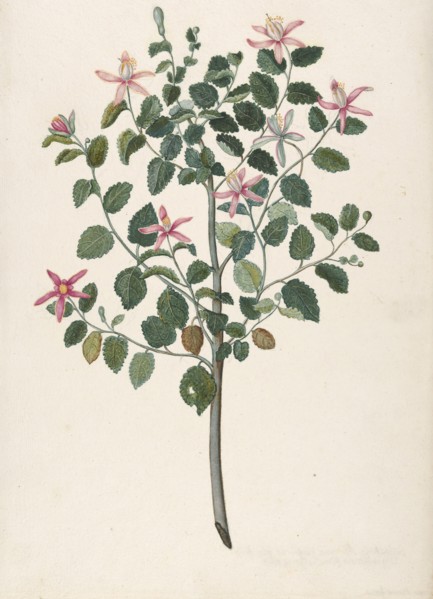 Study of a Plant with Red-Purple Flowers (Sebastiana africana purpurea), 1695. Creator: Maria Monninckx.