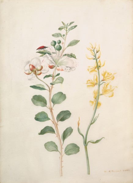 Study of Capers, Gorse, and a Beetle, 1693. Creator: Sybilla Merian.