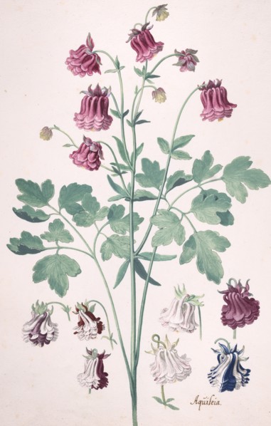 A Columbine or Granny's Bonnet..., with Additional Studies of Flowers, mid-17th-late 17th century. Creator: Pieter Holsteyn the Younger.
