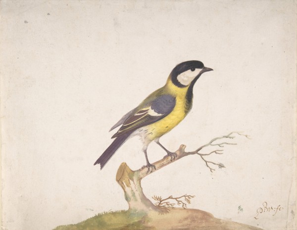 A Great Titmouse (Parus major) Perched on a Branch, 1670-93. Creator: Pieter Withoos.