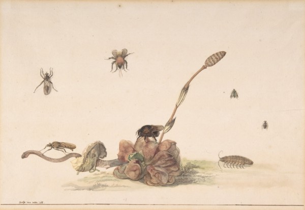 Various Insects by a Fungus, 1681. Creator: Rochus van Veen.
