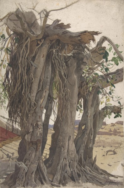 Study of a Stump with Aerial Roots, mid-19th-early 20th century. Creator: Woldemar Friedrich.