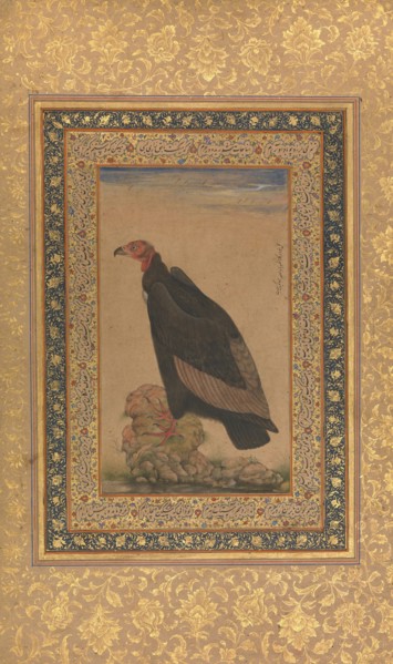 Red-Headed Vulture, Folio from the Shah Jahan Album, recto and verso: early 19th century. Creator: Unknown.