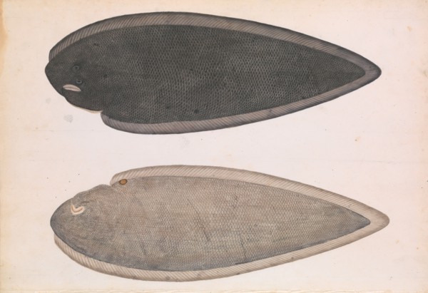 Two Sides of a Bengal River Fish, ca. 1804. Creator: Unknown.