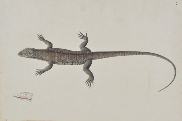 An Indian Bish-Khopra Lizard, ca. 1790. Creator: Unknown.