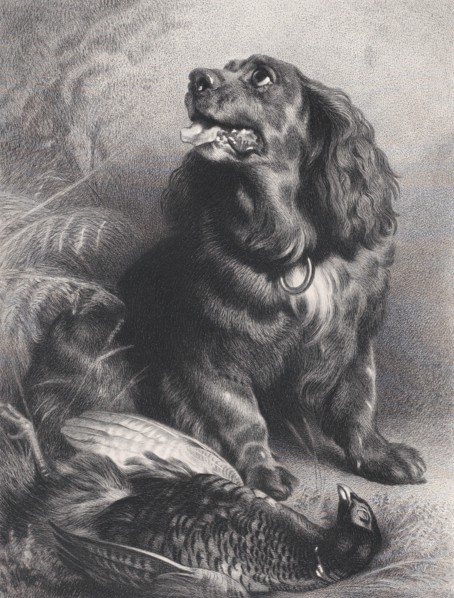 Spaniel and Pheasant, June 15, 1871.