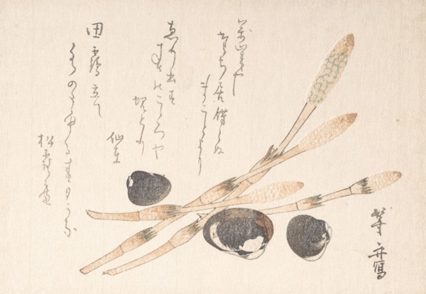 Tsukushi Plant and Shijimi Shells.