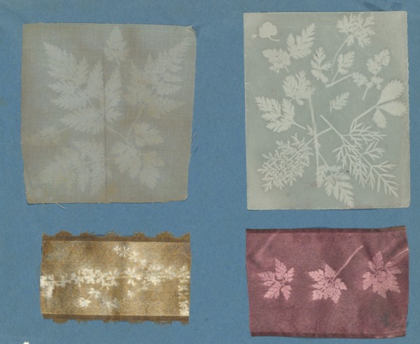 [Botanical Specimens], ca. 1841.