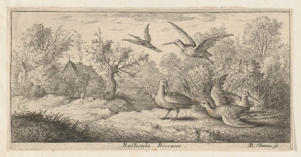 Rusticula, Beccasse (The Woodcock): Livre d'Oyseaux (Book of Birds), 1655-1660.