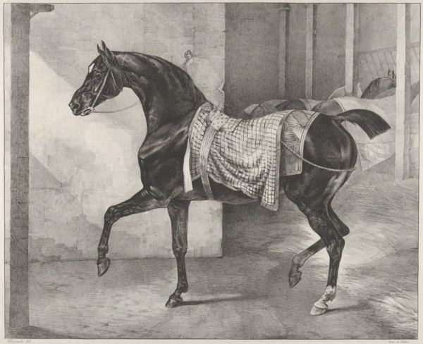 Black Horse Tethered in a Stable, 1822.