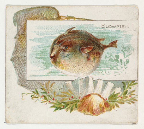 Blowfish, from Fish from American Waters series (N39) for Allen & Ginter Cigarettes, 1889.