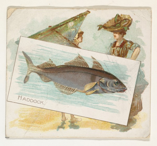 Haddock, from Fish from American Waters series (N39) for Allen & Ginter Cigarettes, 1889.