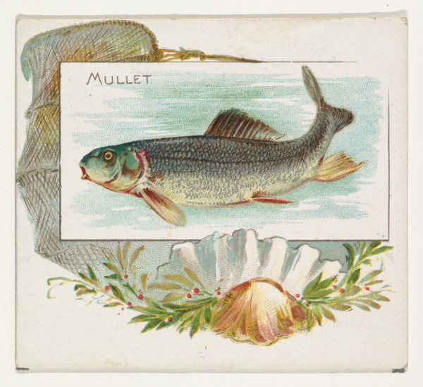Mullet, from Fish from American Waters series (N39) for Allen & Ginter Cigarettes, 1889.