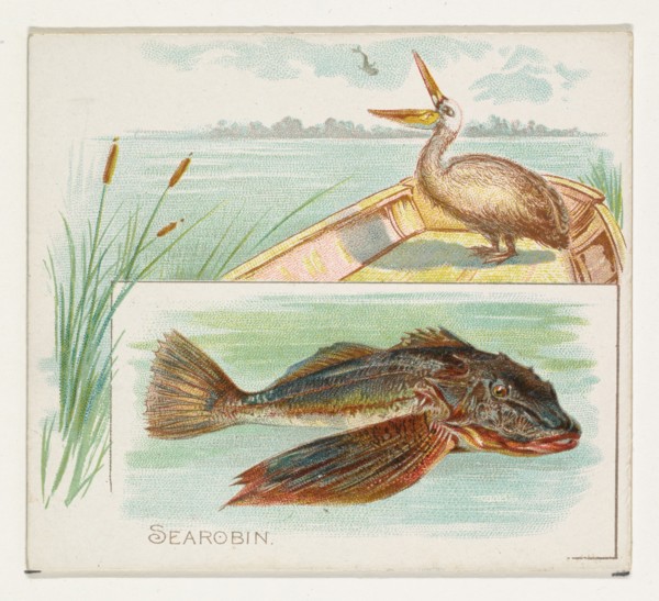 Searobin, from Fish from American Waters series (N39) for Allen & Ginter Cigarettes, 1889.