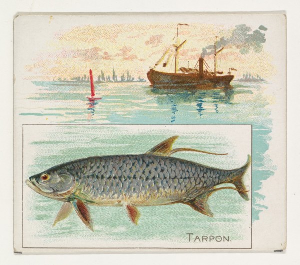 Tarpon, from Fish from American Waters series (N39) for Allen & Ginter Cigarettes, 1889.
