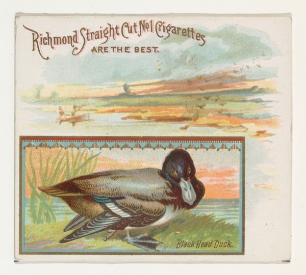 Black Head Duck, from the Game Birds series (N40) for Allen & Ginter Cigarettes, 1888-90.
