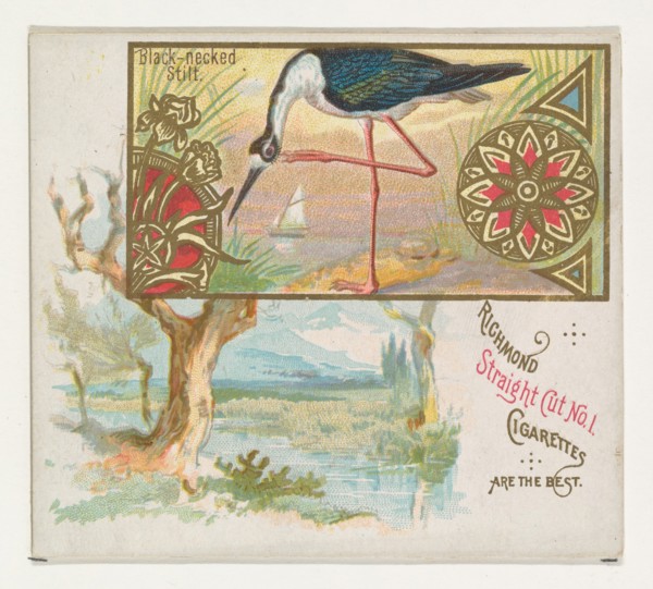 Black-necked Stilt, from the Game Birds series (N40) for Allen & Ginter Cigarettes, 1888-90.