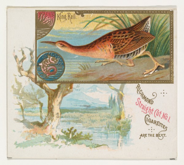 King Rail, from the Game Birds series (N40) for Allen & Ginter Cigarettes, 1888-90.