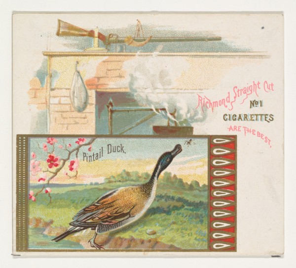 Pintail Duck, from the Game Birds series (N40) for Allen & Ginter Cigarettes, 1888-90.