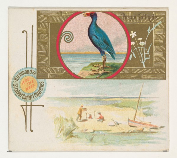 Purple Gallinule, from the Game Birds series (N40) for Allen & Ginter Cigarettes, 1888-90.