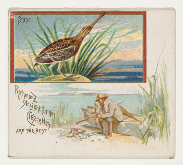 Snipe, from the Game Birds series (N40) for Allen & Ginter Cigarettes, 1888-90.