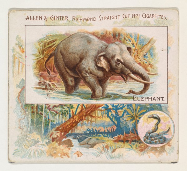 Elephant, from Quadrupeds series (N41) for Allen & Ginter Cigarettes, 1890.