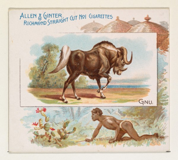 Gnu, from Quadrupeds series (N41) for Allen & Ginter Cigarettes, 1890.