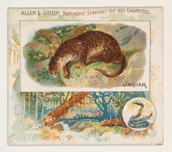 Jaguar, from Quadrupeds series (N41) for Allen & Ginter Cigarettes, 1890.