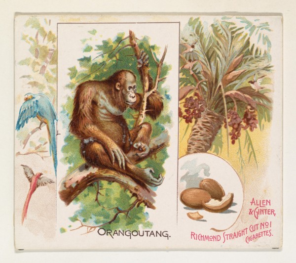 Orangoutang, from Quadrupeds series (N41) for Allen & Ginter Cigarettes, 1890.