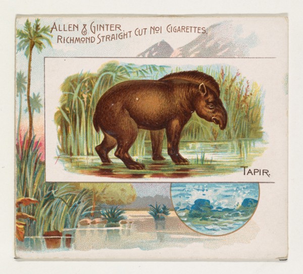 Tapir, from Quadrupeds series (N41) for Allen & Ginter Cigarettes, 1890.