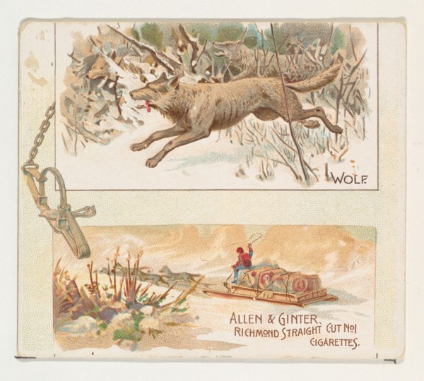 Wolf, from Quadrupeds series (N41) for Allen & Ginter Cigarettes, 1890.
