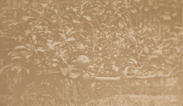 [Apple Tree Branch], ca. 1856.