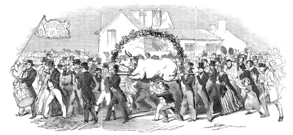 Procession of the ox