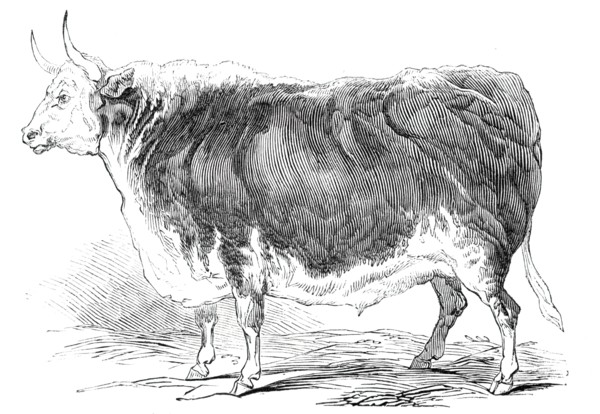 Mr. Senior's 4 years and [?] months old Hereford ox - prize £20