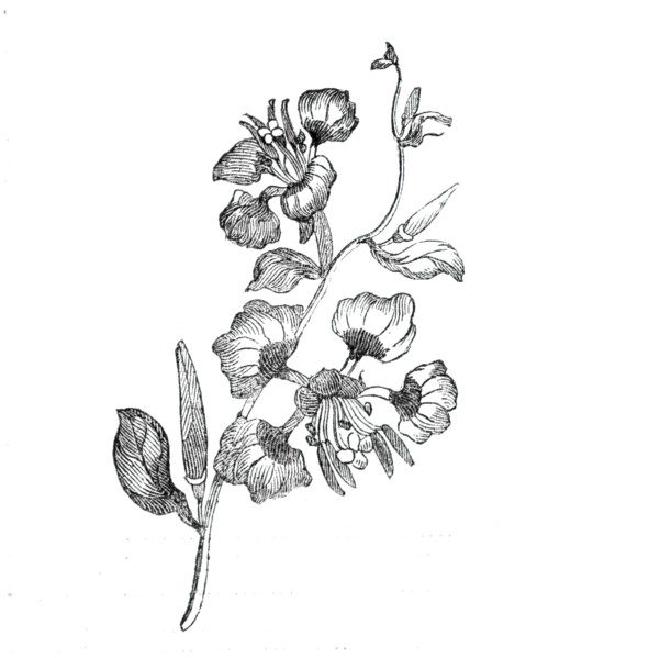 Elegant clarkia