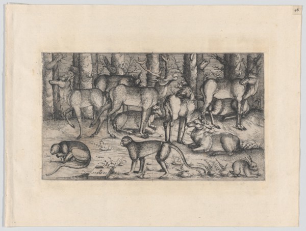 Stags in the Forest